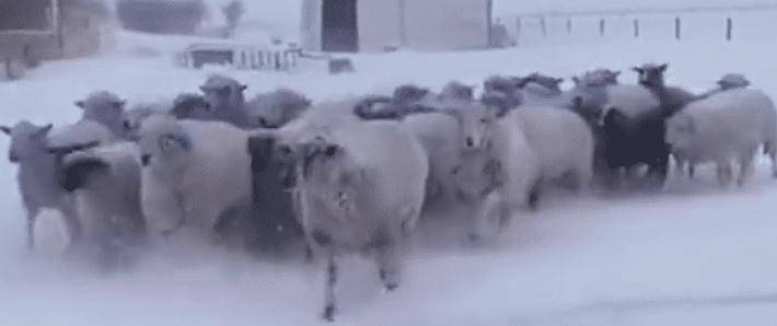 暴雪天羊群走丢牧羊犬冲进风暴 随后风雪中一幕把所有人震住（图）