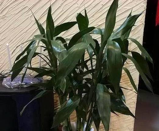 富贵竹几月份生长最好 9a96a339ffe84262b1eb2c9401e0f326.jpeg