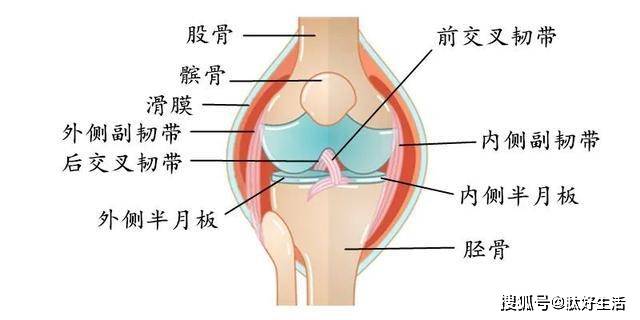 膝盖不同部位疼的原因分别是什么病