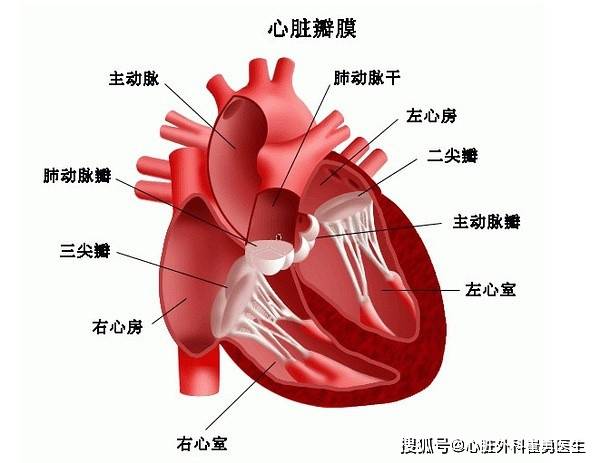 杭州胸腔镜微创心脏换瓣手术,浙江省人民医院独家多瓣膜同时做
