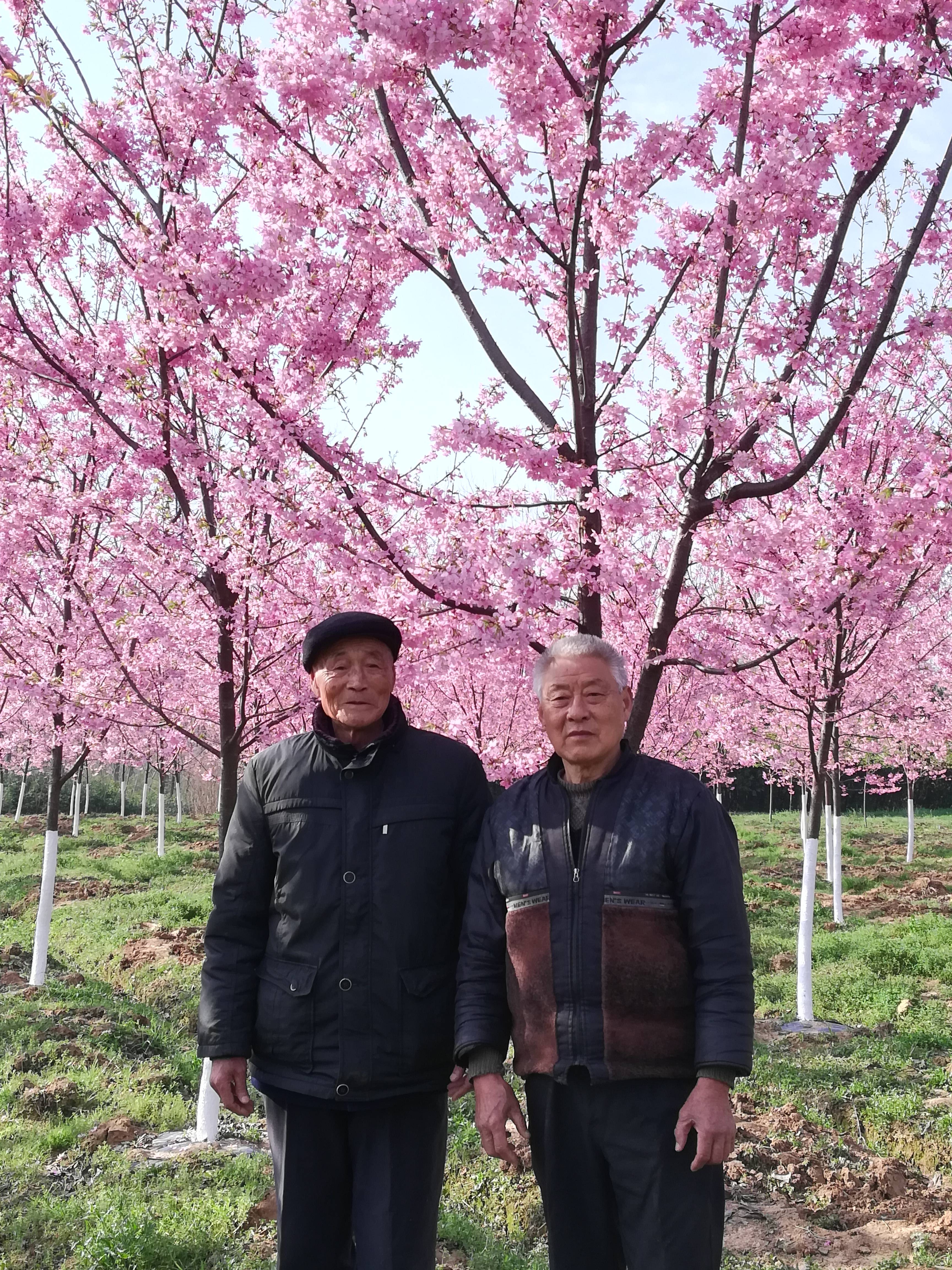 飞寒樱 简介_樱花