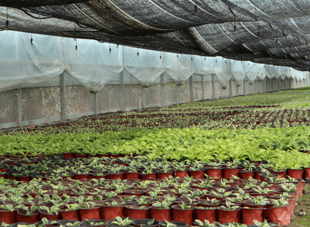 中国6大花市全国最大的花卉批发市场介绍