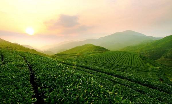 茶叶虽轻责任尤重八马茶业乌龙茶两大原产地茶企纳税第一