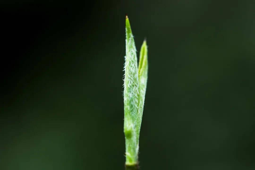 茶芽里内含物质丰富,氨基酸以及蛋白质的含量比例较高,酚氨比相对较