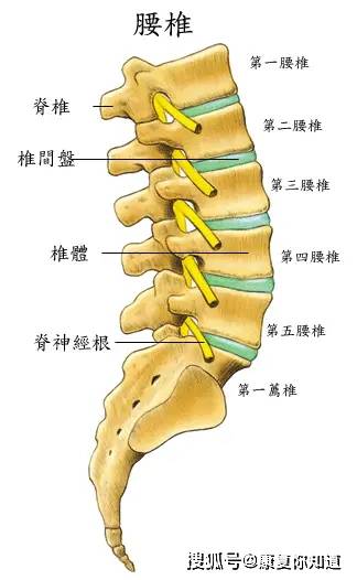 5个日常缓解腰痛方法—核心肌群的锻炼