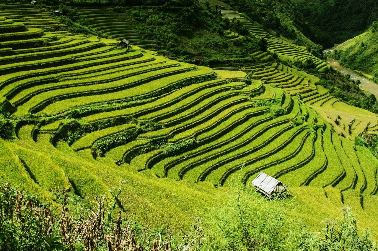 湖南紫鹊界梯田