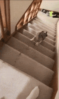 搞笑gif段子:这个魔术怎么把美女变没的,有人看懂了吗