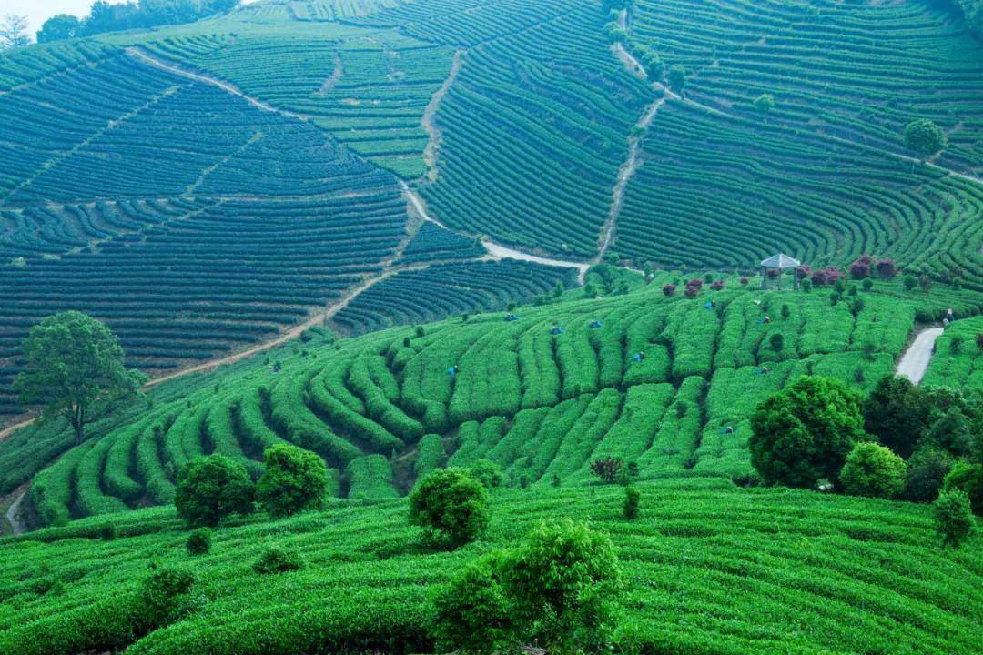 首个国际茶日 | 坦洋茶谷春季茶旅入选"全国茶乡旅游精品线路"