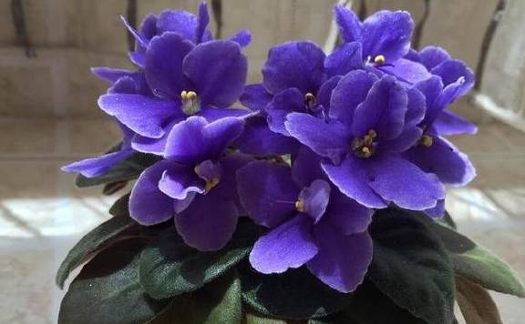 原创在家就能种的紫罗兰盆栽!好看还容易爆盆