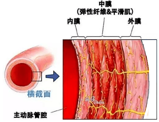 其管壁是由内膜,中膜和外膜三层结构组成,保障血液在血管内顺畅的流动