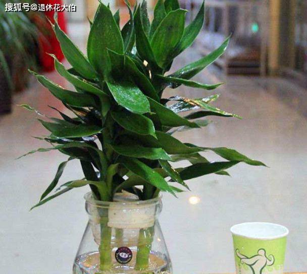 富贵竹几支水培好看 8ce9e6ebf05545da83957bfc123aa372.jpeg