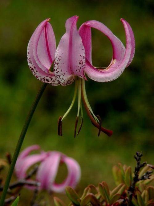 漂亮的紫色宝兴百合花,山花烂漫太漂亮了,夏天开得正好