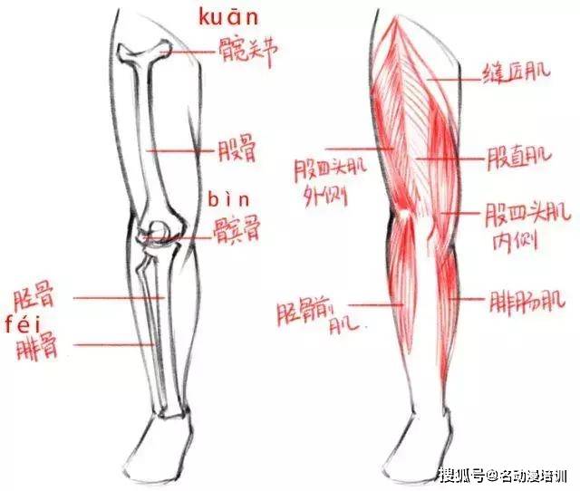 腿部骨骼,肌肉结构绘画腿部的结构我们学画画时,有的同学会觉得人体