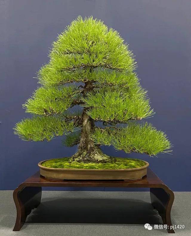 在日本,这个盆景展还真不一般