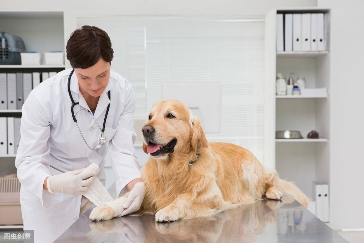 科普丨关于狗使用麻醉药的安全性以及死亡率_狗狗