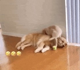 f7283fba6d2d4073bfccb00e2872512a.gif