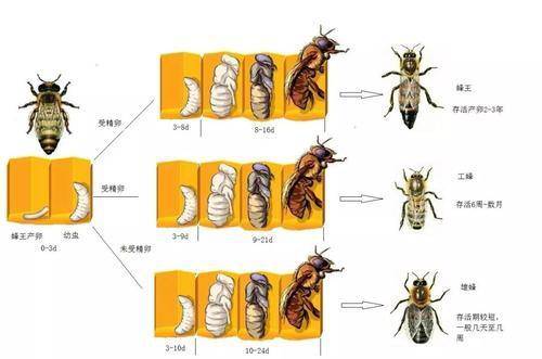 而工蜂的工作就是采蜜,照顾后代,抵抗外来侵略者;至于雄蜂,它们的工作