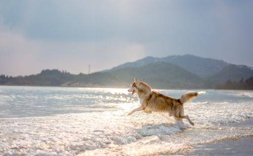 怎样寄宠物 0622cadaeabe40289dd90fc55673c624.jpeg