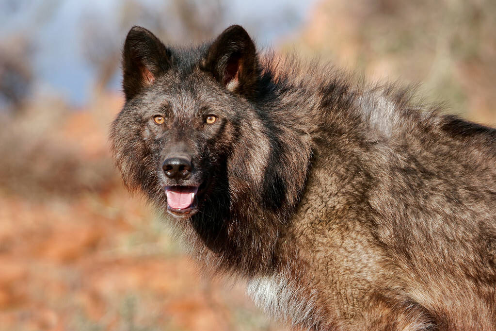 狼狗是狗和狼混血繁衍出来的吗?既然这样,狗和鬣狗能繁衍吗?