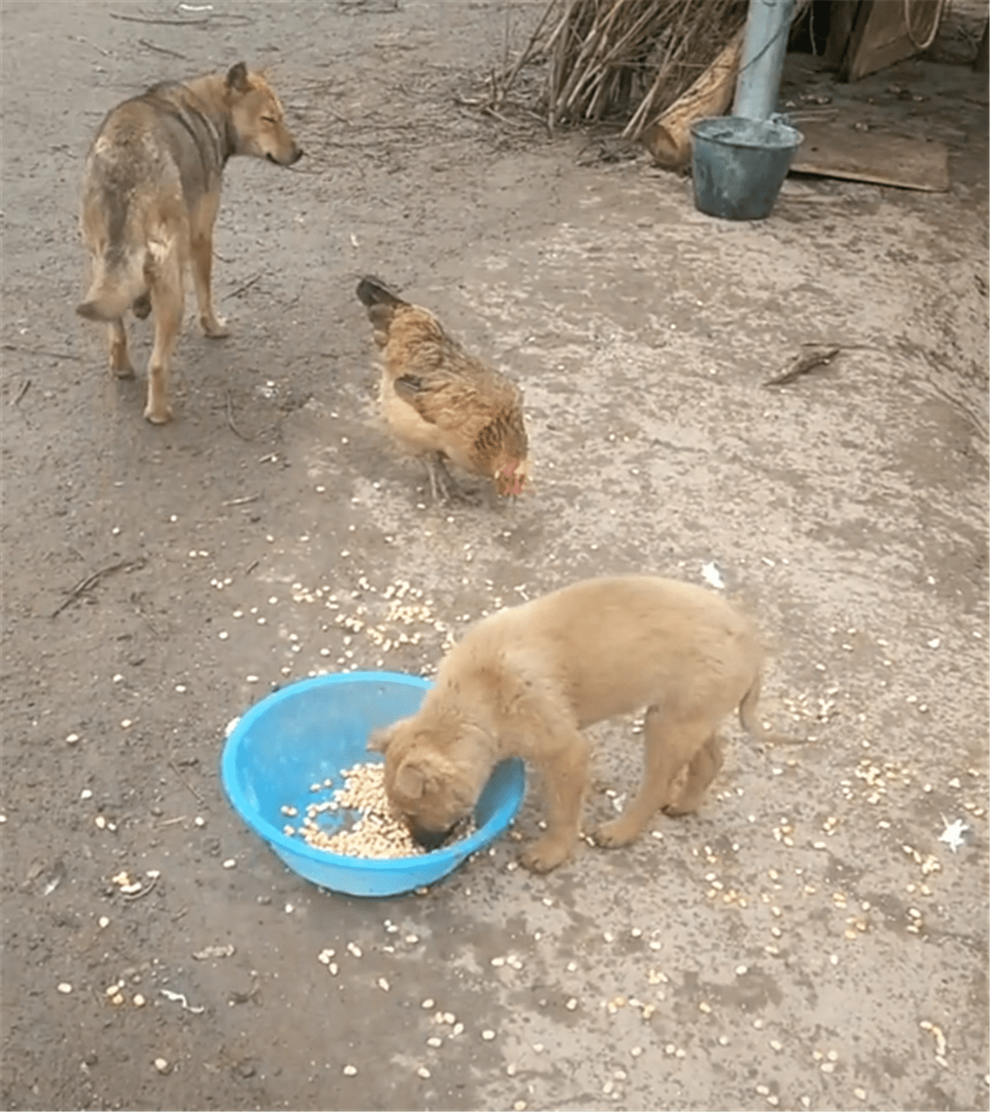 田园犬不让鸡吃食,轮流蹲坐在食盆里守护玉米,狗:不许偷粮食