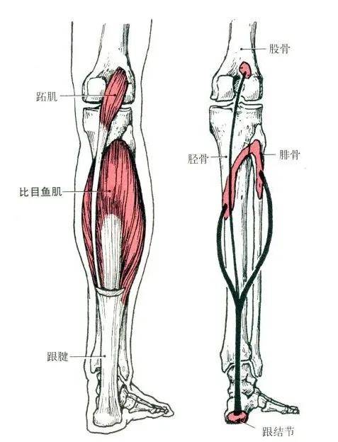 ▼ 部位:小腿后部.包括浅层的腓肠肌和深层的比目鱼肌.