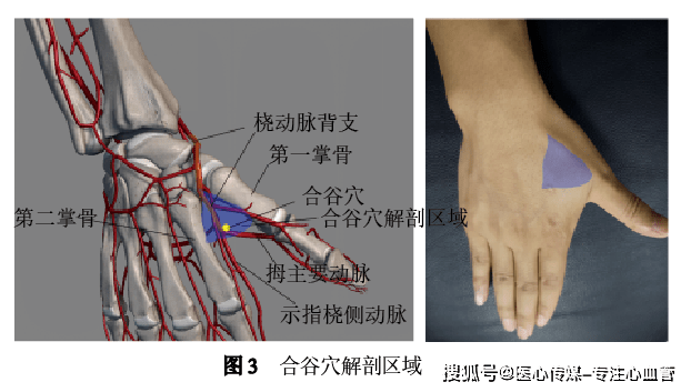 合谷穴解剖区域为合谷穴与第1,2掌骨围成的区域,桡动脉背支跨过第1,2