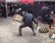 猫咪:看我给你们表演个翻跟斗,厉害吧.