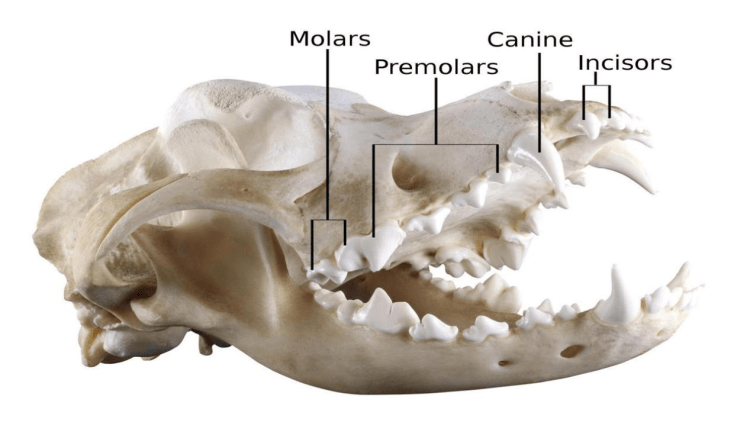成年犬有 门齿,犬齿,前臼齿,臼齿,共42颗.