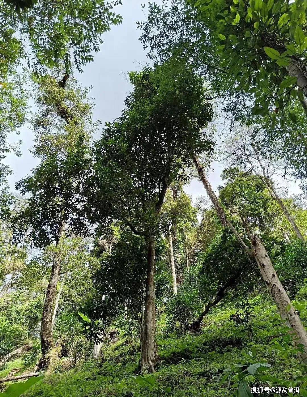 源勐"普洱茶中长颈鹿"的高杆古树茶,究竟有什么样的魅力?