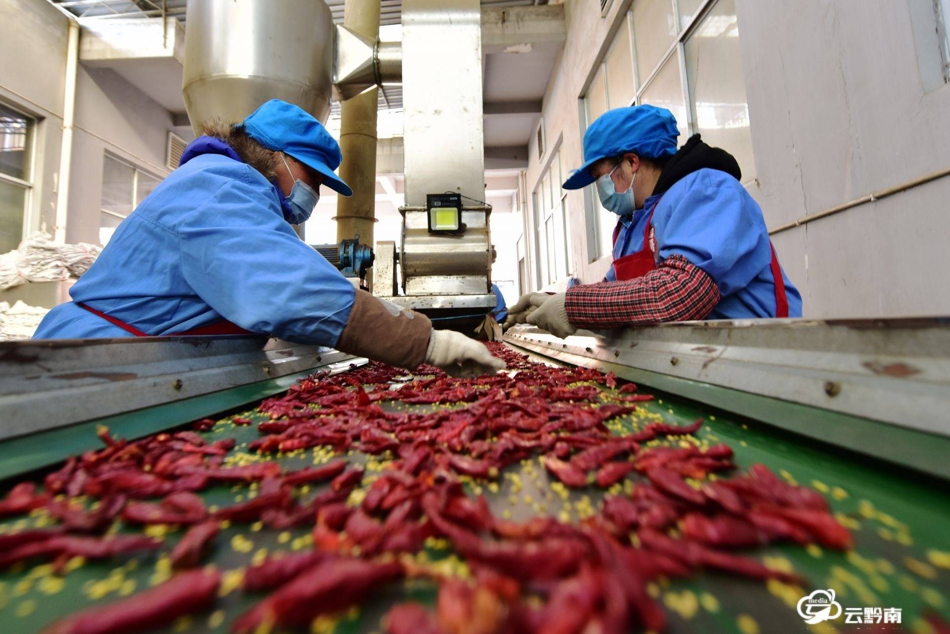 工人在原料筛选车间去除辣椒杂质1月19日,记者走进贵州昌哥食品有限