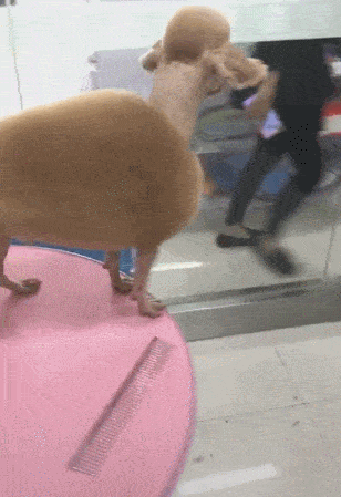 308_449竖版 竖屏gif 动态图 动图
