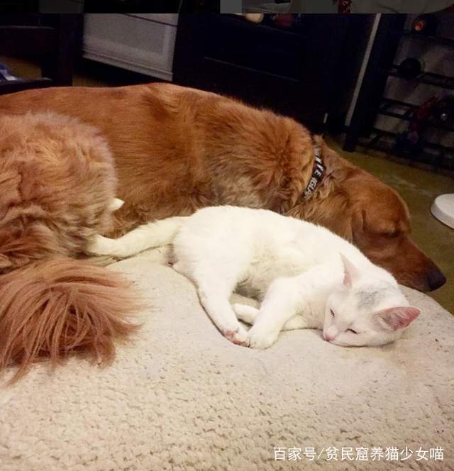 被金毛养大的猫咪,越长大越像狗狗,主人直呼:我好像养