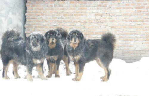 它是比藏獒更霸气的草原猛犬,天生好斗,这才是我国本土最强獒犬_蒙古