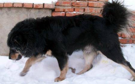 它是比藏獒更霸气的草原猛犬,天生好斗,这才是我国本土最强獒犬_蒙古
