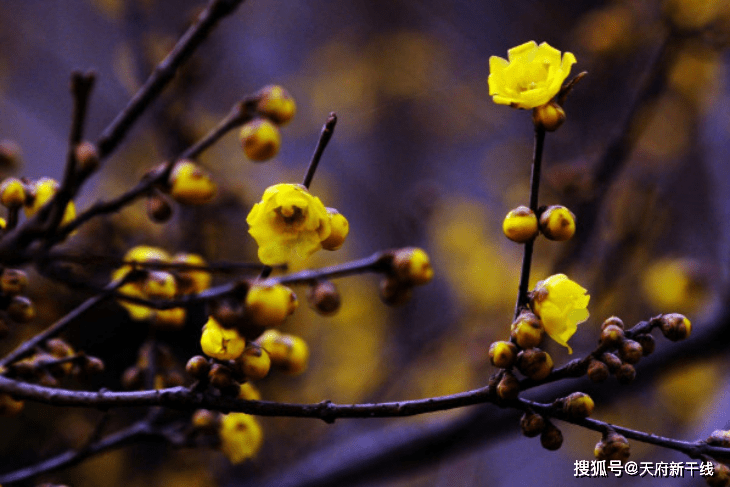 成都梅花以腊梅居多 从每年的11月开始就陆续开花 如今又到一年梅花