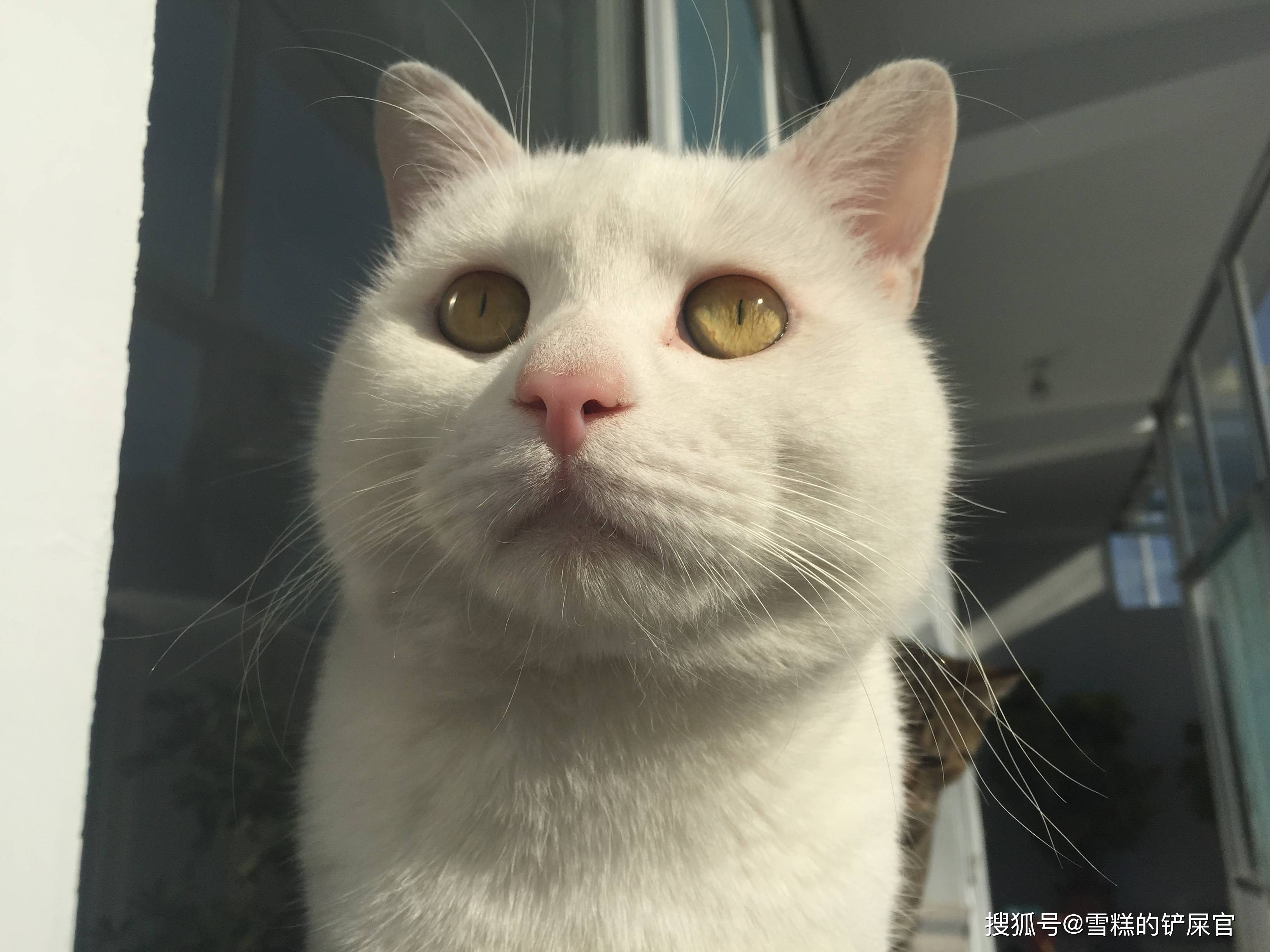 猫咪眯着眼睛看你,其实不是鄙视你,而是向你示好_眼神