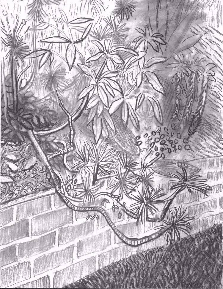 作品赏析 | 回归素描的美感——大卫·霍克尼素描风景