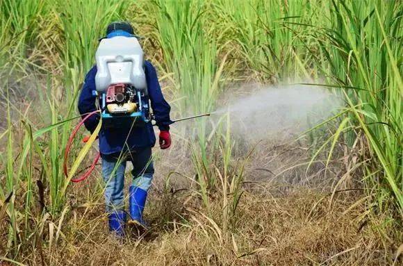 打农药7大禁忌,9成农民都在浪费药!