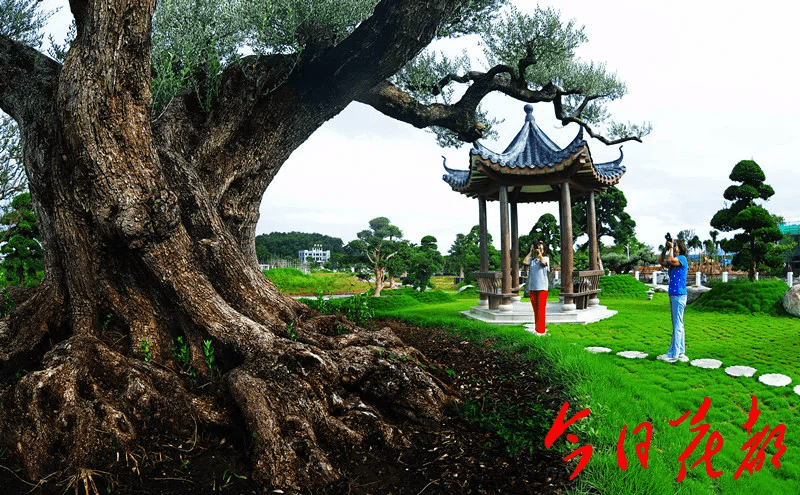 的竹洞村 你一定没见过 竹洞村迎来摄影发烧友 盆景枝干越显苍遒有力