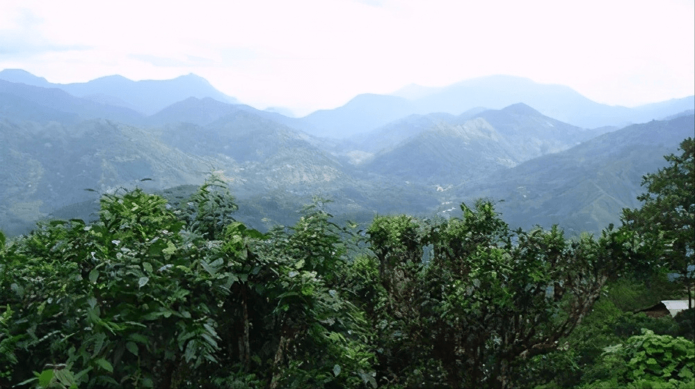 听说西双版纳产区目前最火的山头普洱古树茶是这6大茶山