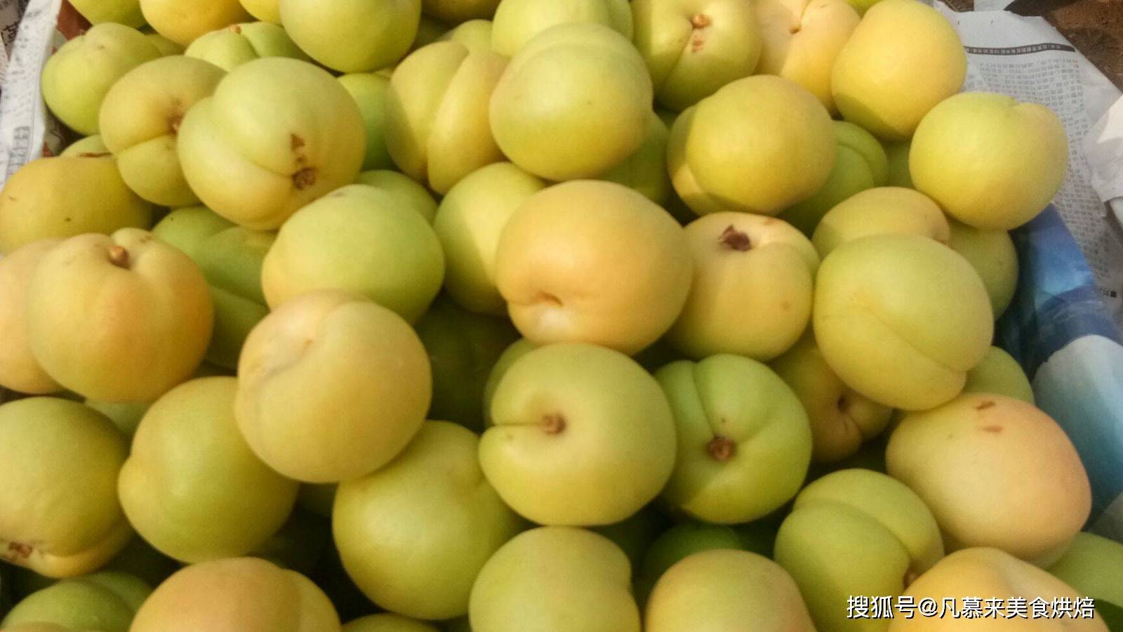 香白杏,又名银白杏,是著名的鲜食杏品种,产于河北省丰润,遵化和天津市