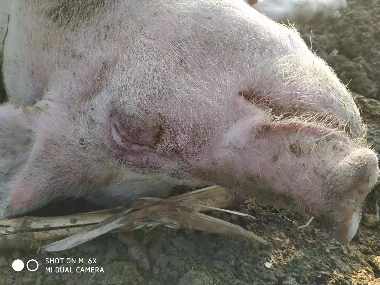 注射猪巴氏杆菌疫苗,包括灭活疫苗,弱毒疫苗等,其中灭活疫苗相对使用