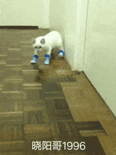 搞笑gif段子:鱼:你以为蒙住眼,我就不知道你们想干什么了?