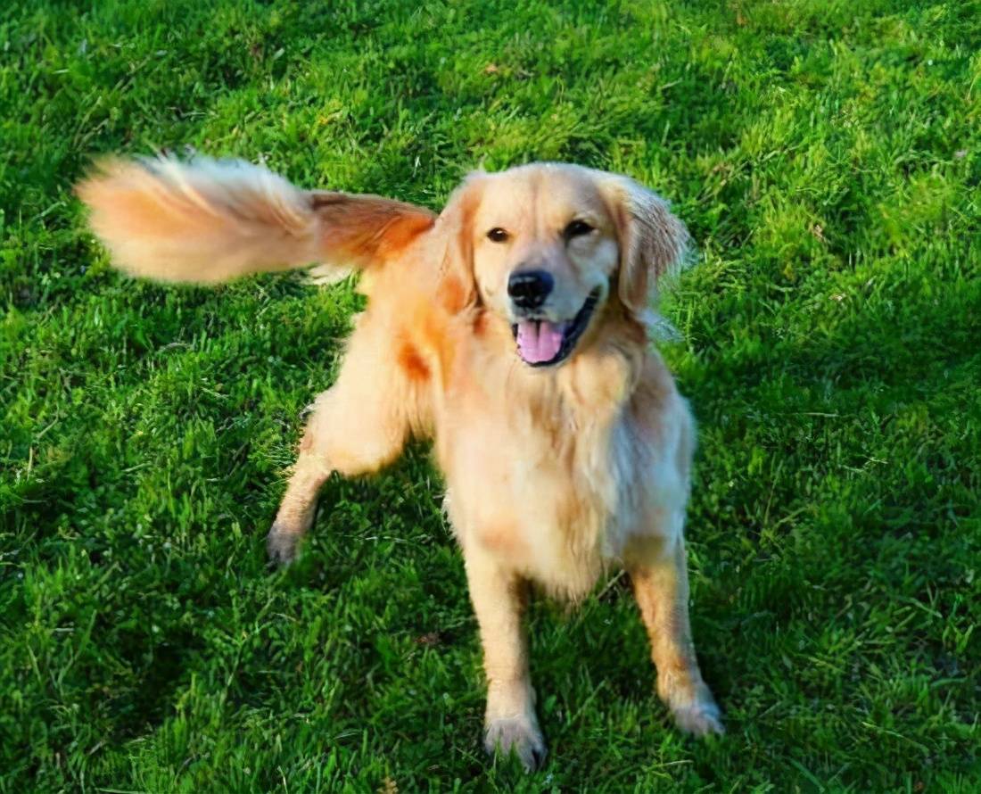 狗狗的尾巴会说话肢体语言