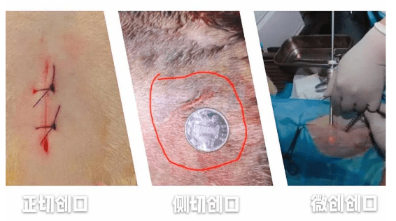 宠物腹腔镜微创绝育-无痛绝育