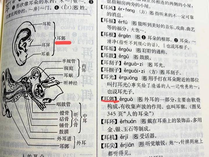 原创学生试题写耳廓被判错答案竟是耳郭是课本写错了还是记错了