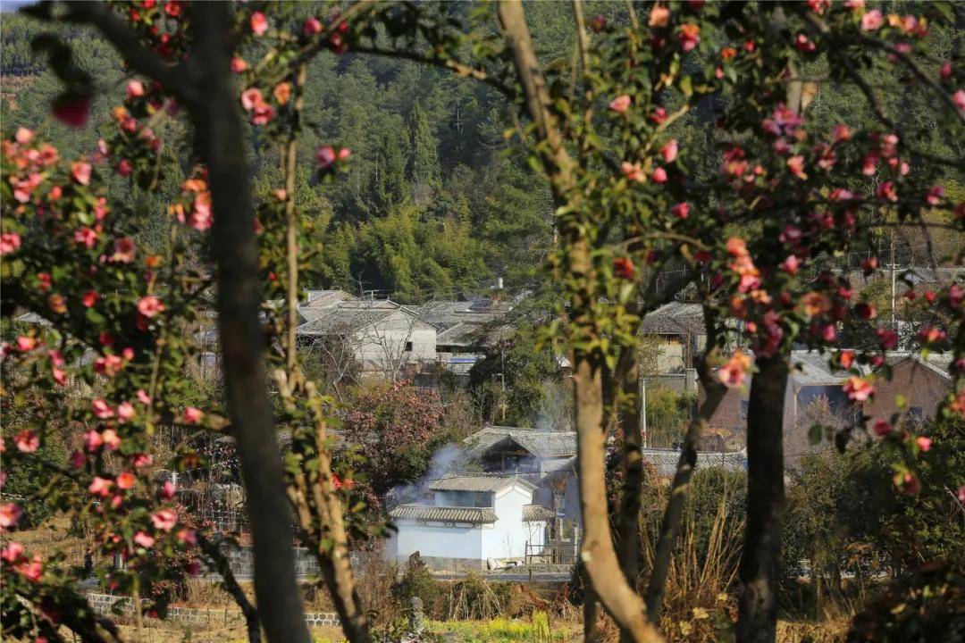 保山腾冲:漫山遍野茶花开
