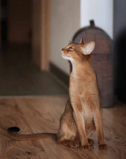 原创这几种猫是猫中的超模靠着尖脸细腰大长腿称霸猫界