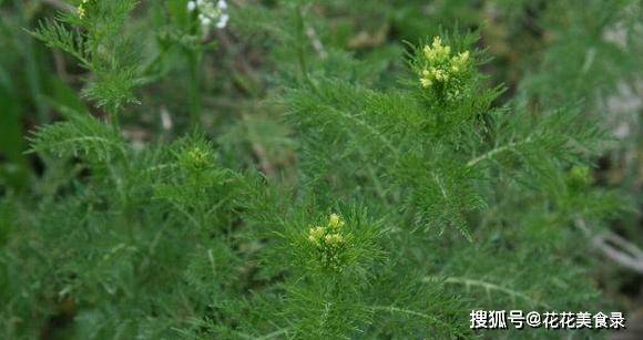 清明前后别错过吃麦蒿虽然长得像杂草却比韭菜还鲜美