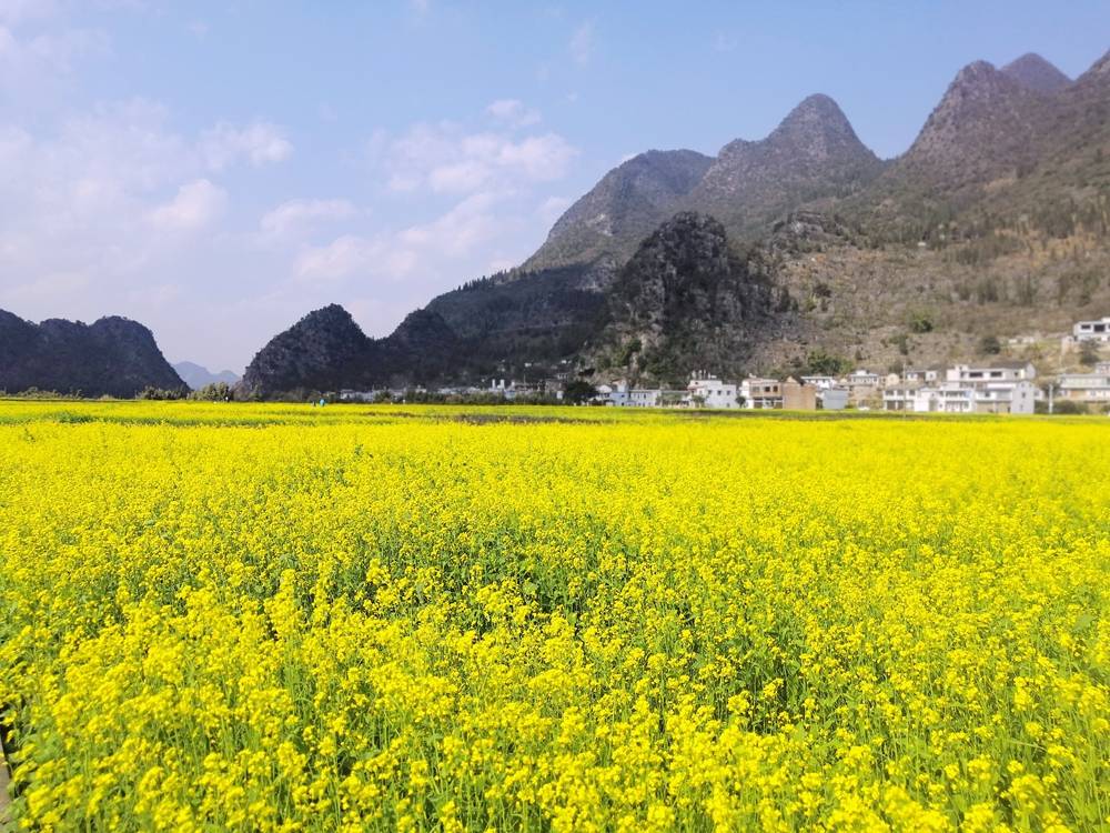 二月兴义万峰林油菜花盛开.一月普安黔茶第一春首采